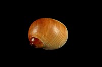 藏品(細紋玉螺)的圖片